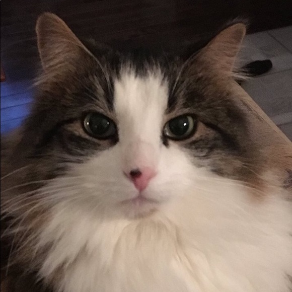 Meet your Posher, Deborah-ann - Picture 1 of 1